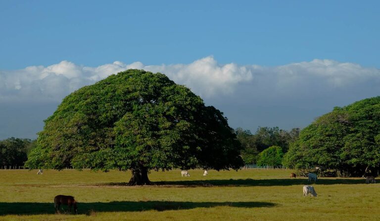 Guanacaste Roadtripping: You + which car?