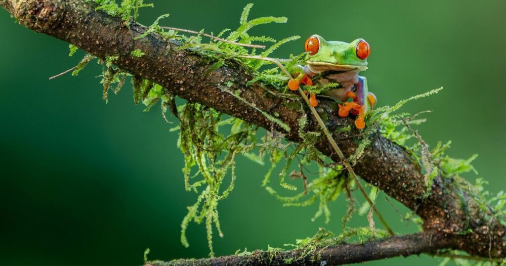 bosques de costa rica animal