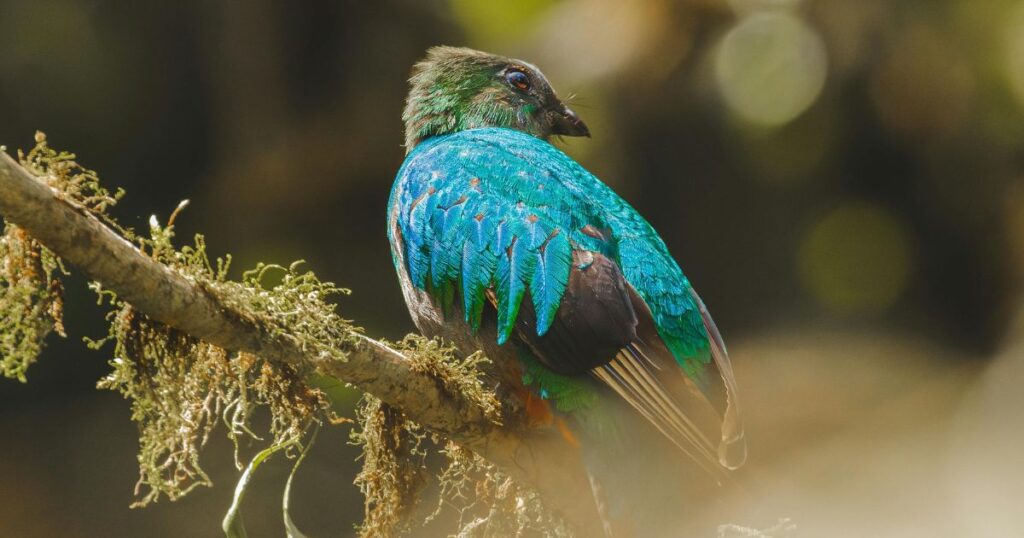 bosques de costa rica animals