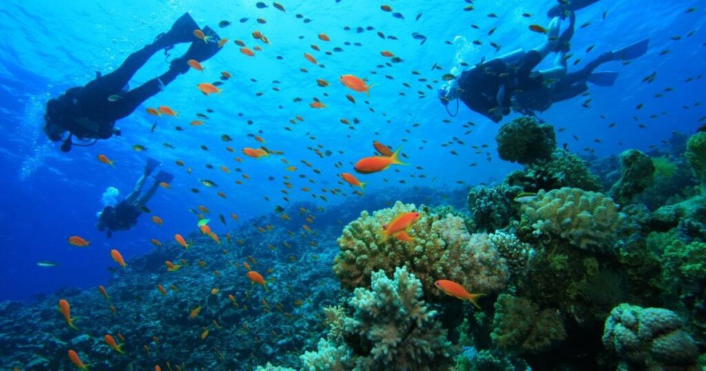 scuba diving in cano island